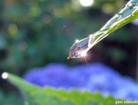 óleo sendo extraído de uma planta