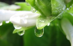 Foto de uma folhagem super bonita, molhada e com gotas de água em suas folhas. A imagem quer elucidar os óleos essenciais, suas receitas para o dia e noite.