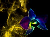 fumaça de incenso colorida