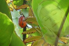 Imagem de um cacau no pé