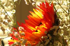 Imagem de uma flor de tons laranja.