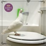 A foto mostra a ave "pombinha" pousada na tampa de um vaso sanitário. Ela é branca, assim com a tampa.